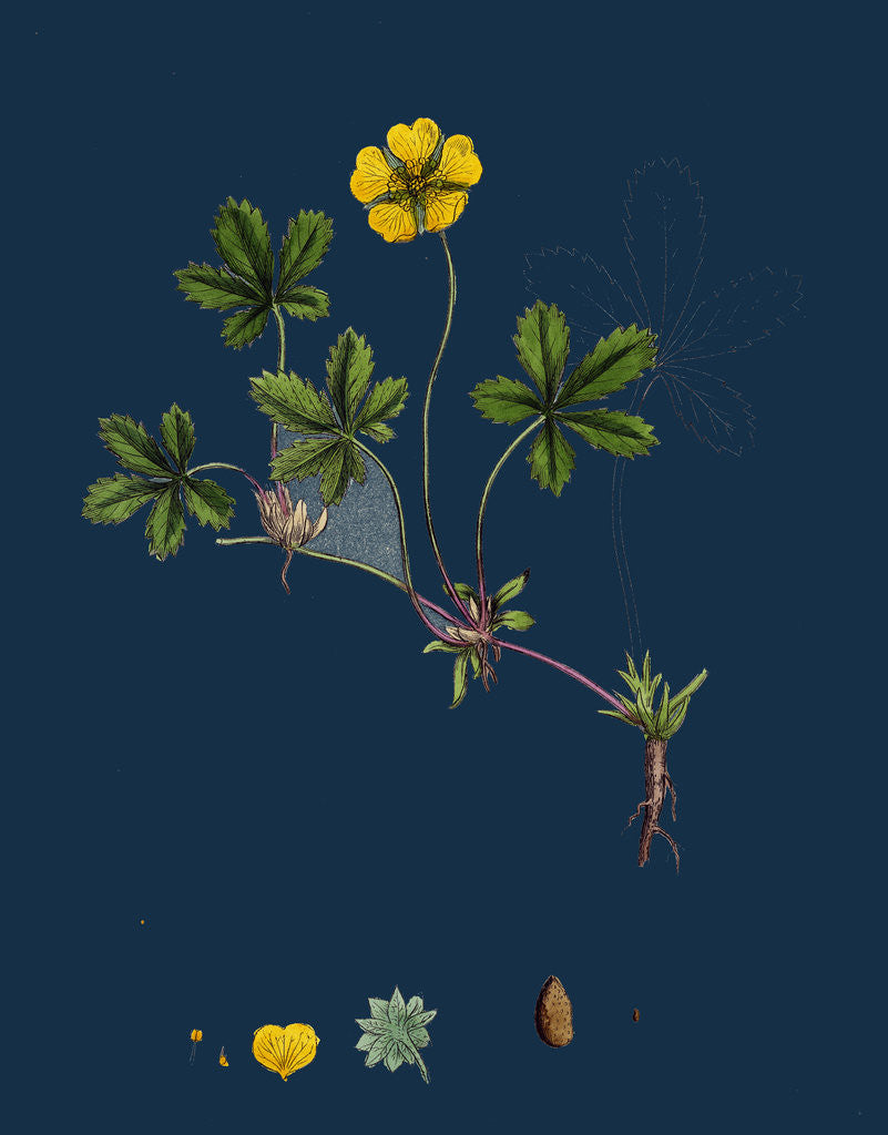 Detail of Potentilla Reptans; Creeping Cinquefoil by Anonymous