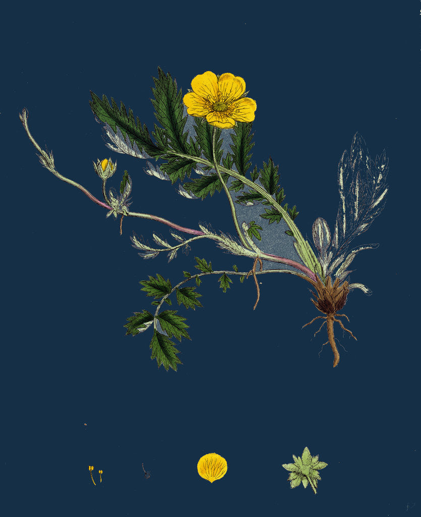 Detail of Potentilla Anserina; Silver-Weed by Anonymous