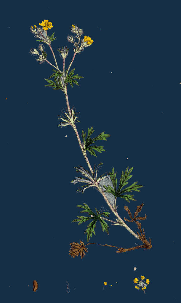 Detail of Potentilla Argentea; Hoary Cinquefoil by Anonymous