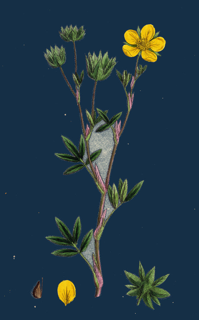 Detail of Potentilla Fruticosa; Shrubby Cinquefoil by Anonymous