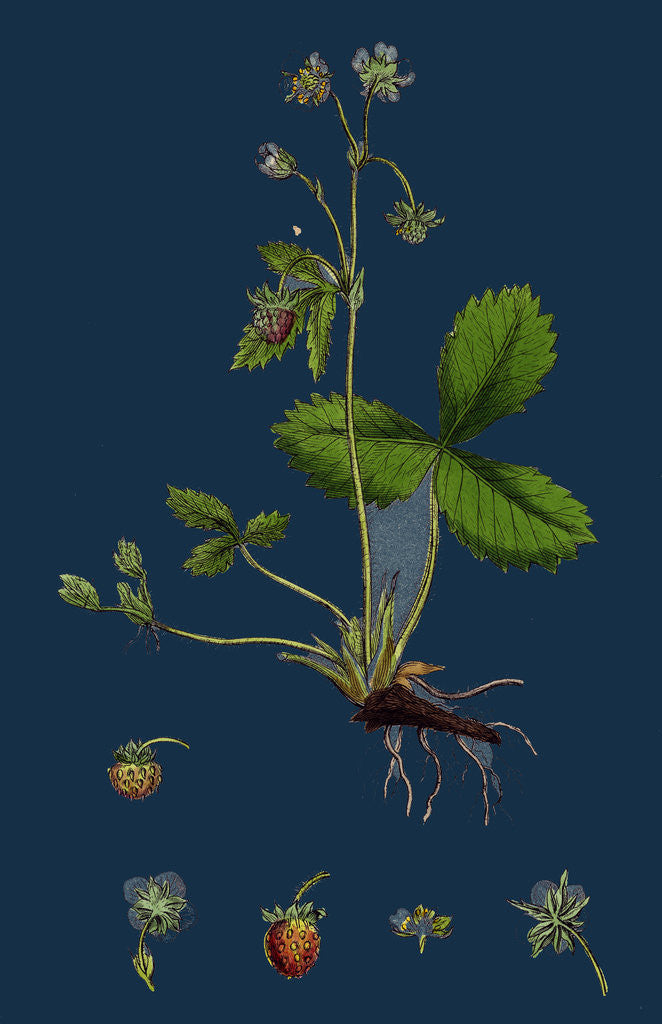 Detail of Fragaria Vesca; Wild Strawberry by Anonymous