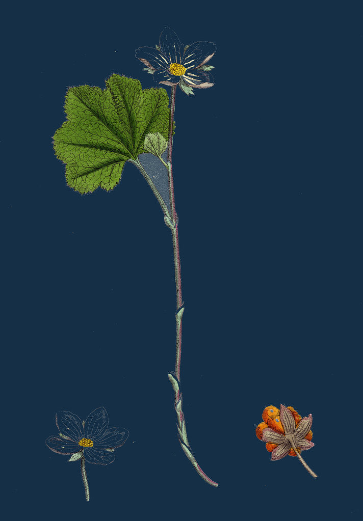 Detail of Rubus Chamaemorus; Cloudberry by Anonymous