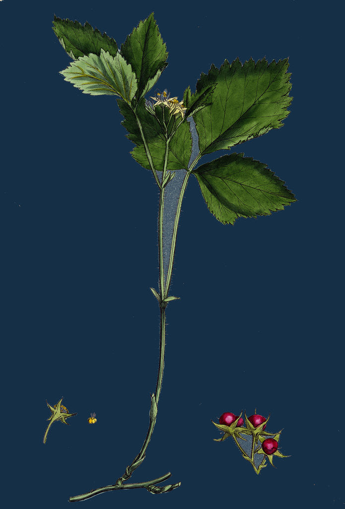 Detail of Rubus Saxatilis; Stone Bramble by Anonymous