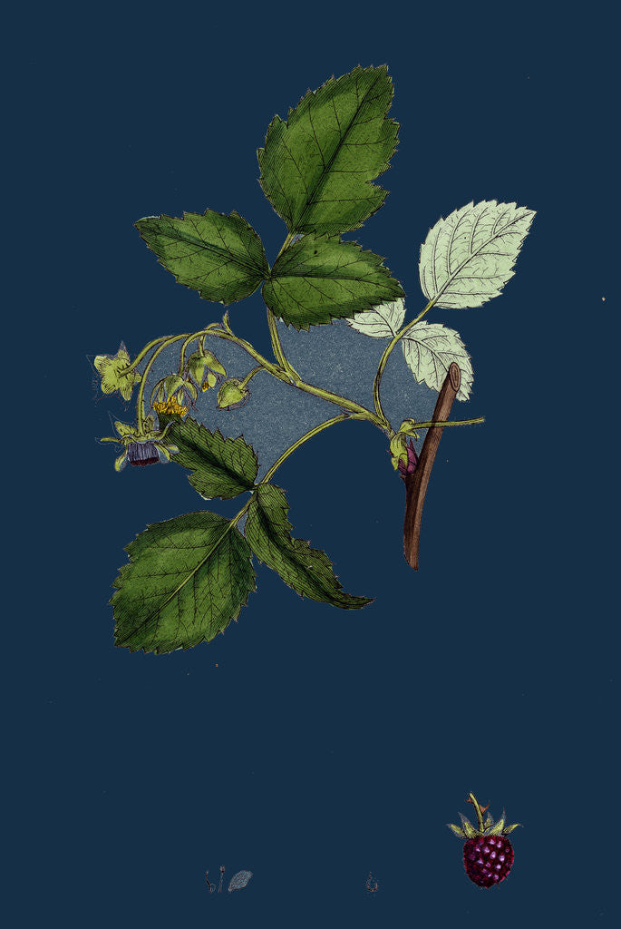 Detail of Rubus Idaeus; Raspberry by Anonymous
