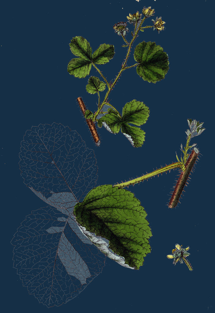 Detail of Rubus Leesii; Lees' Raspberry by Anonymous