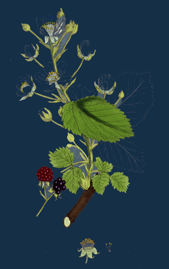 Detail of Rubus Suberectus; Suberect Bramble by Anonymous