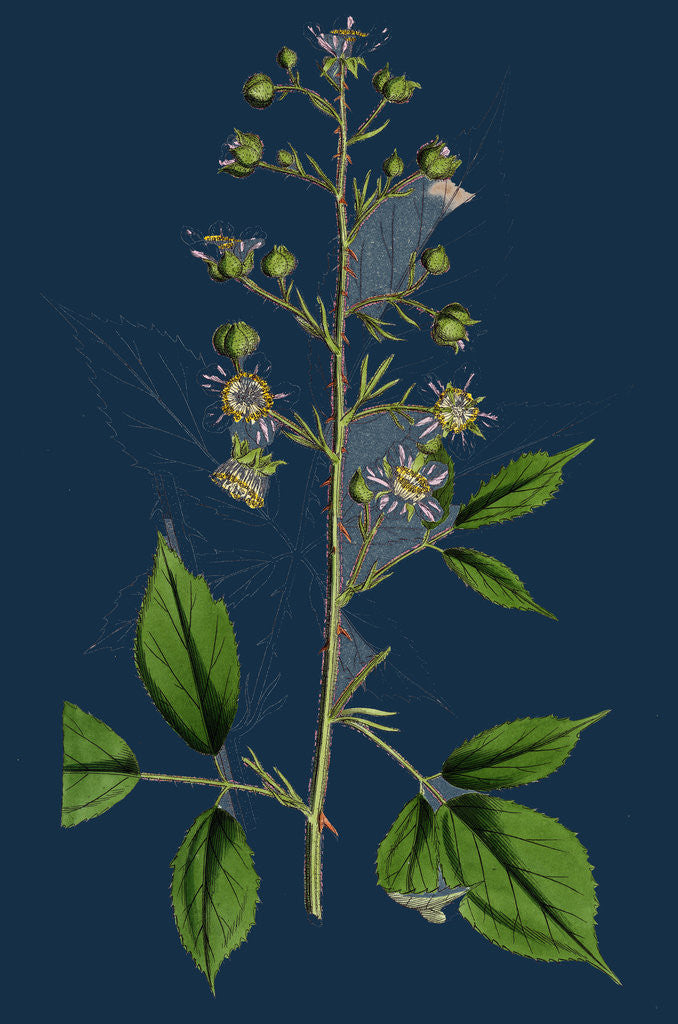 Detail of Rubus Radula; File-Stemmed Bramble by Anonymous