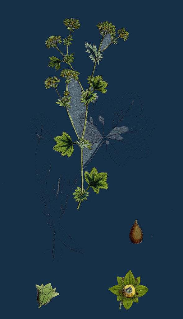 Detail of Alchemilla Vulgaris; Common Lady's-Mantle by Anonymous