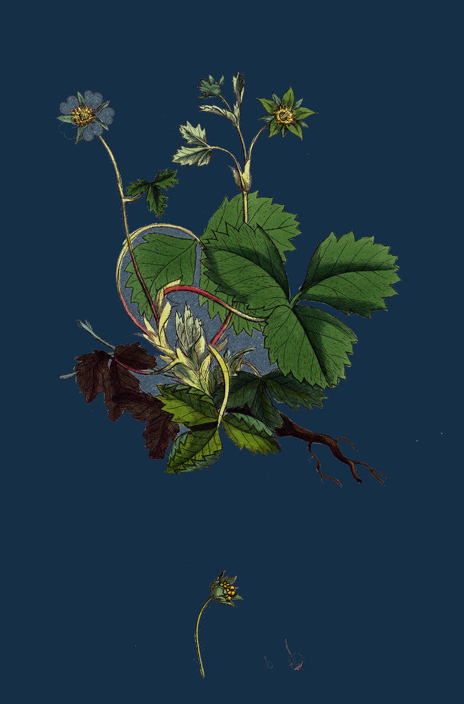 Detail of Potentilla Fragariastrum; Barren Strawberry by Anonymous