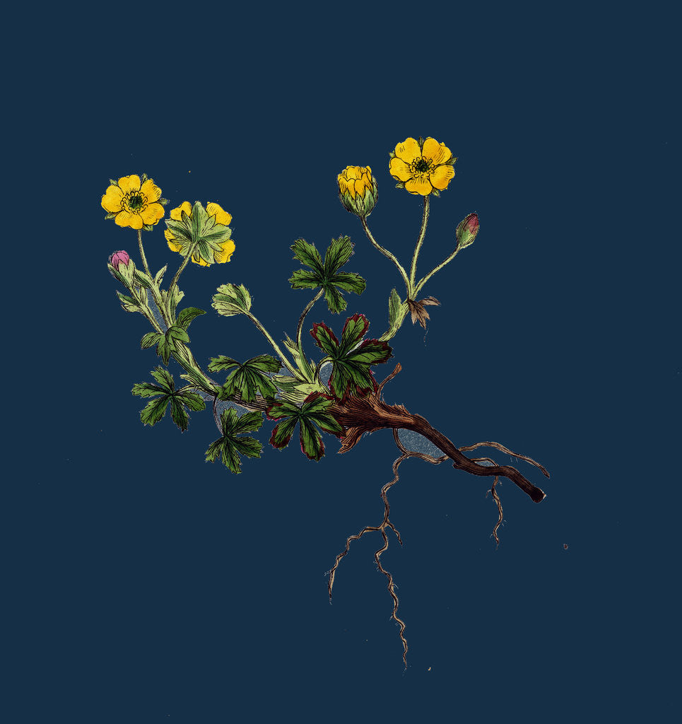 Detail of Potentilla Verna; Spring Cinquefoil by Anonymous