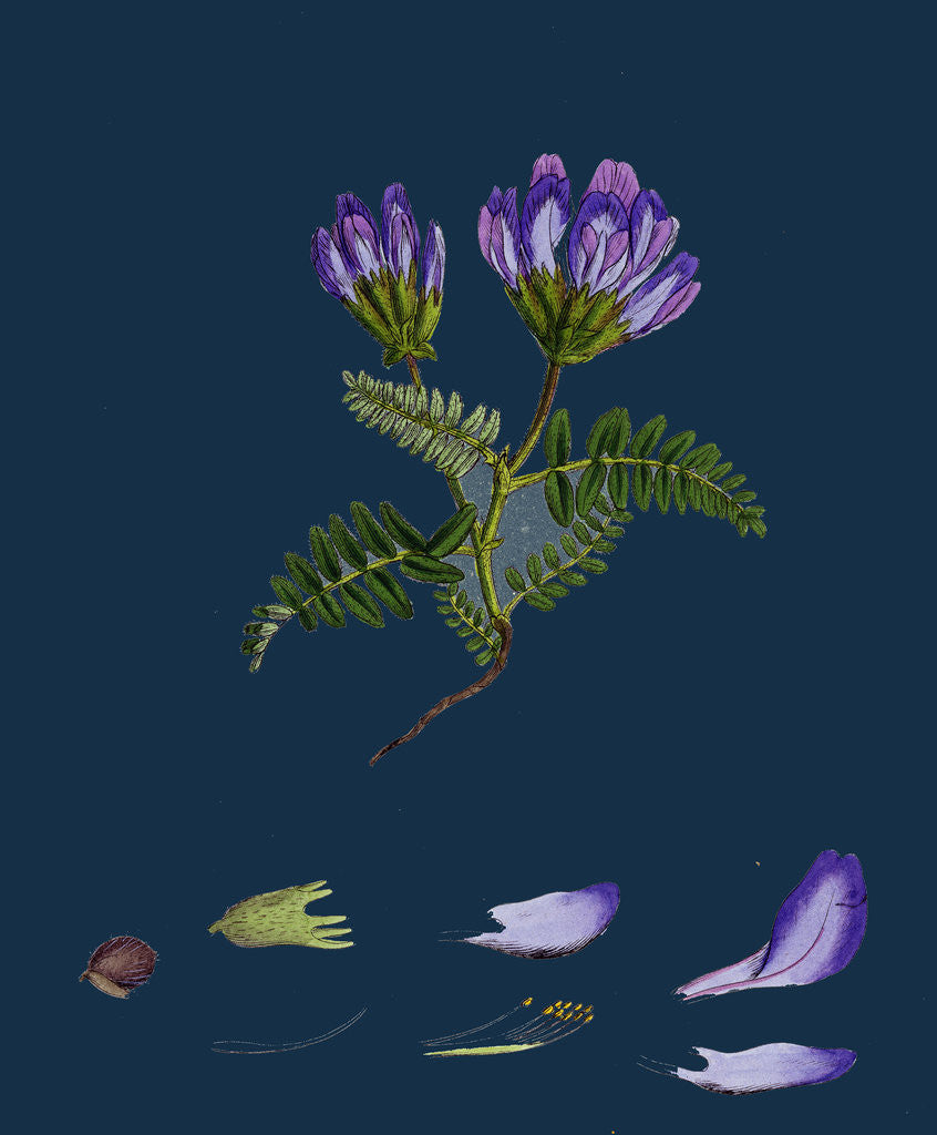Detail of Astragalus Hypoglottis; Purple Milk-Vetch by Anonymous