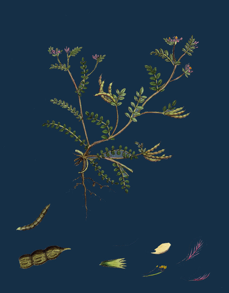 Detail of Ornithopus Perpusillus; Least Bird's-Foot by Anonymous