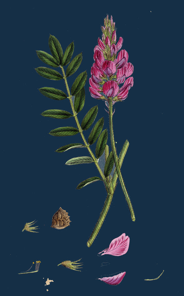 Detail of Onobrychis Sativa; Saintfoin by Anonymous