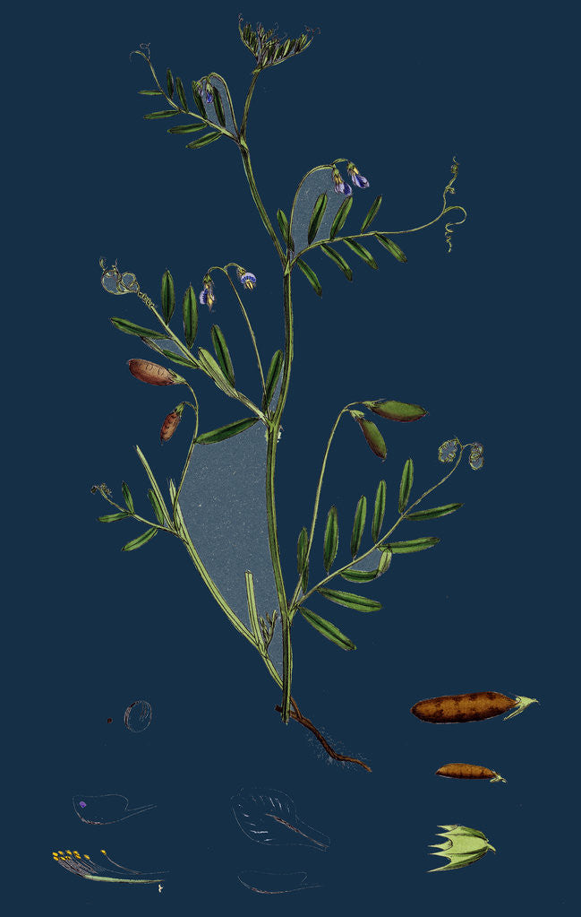 Detail of Vicia Tetrasperma; Four-Seeded Slender Tare by Anonymous