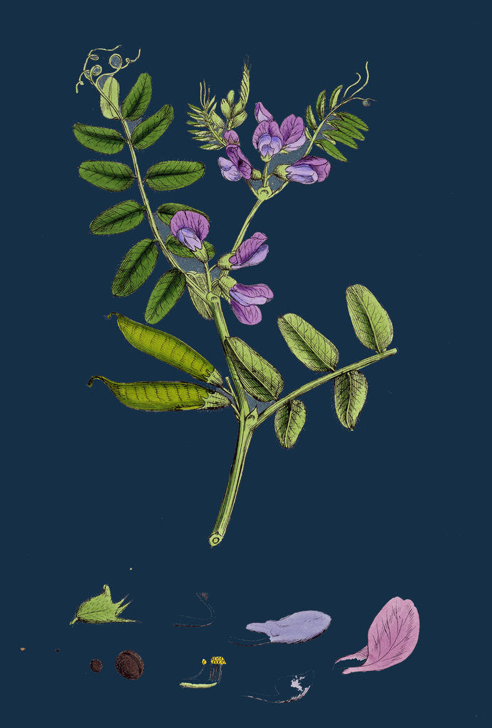 Detail of Vicia Sepium; Bush Vetch by Anonymous