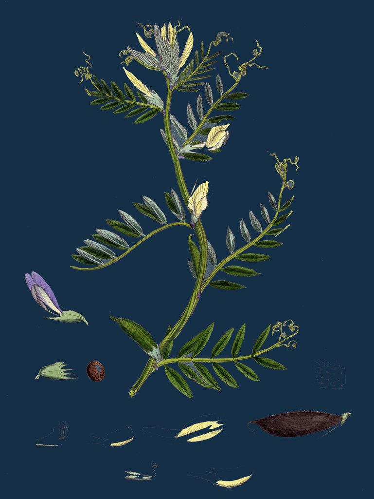 Detail of Vicia Eu-Lutea; Bush-Podded Yellow Vetch by Anonymous