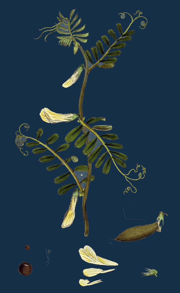 Detail of Vicia Hybrida; Hairy-Flowered Vetch by Anonymous