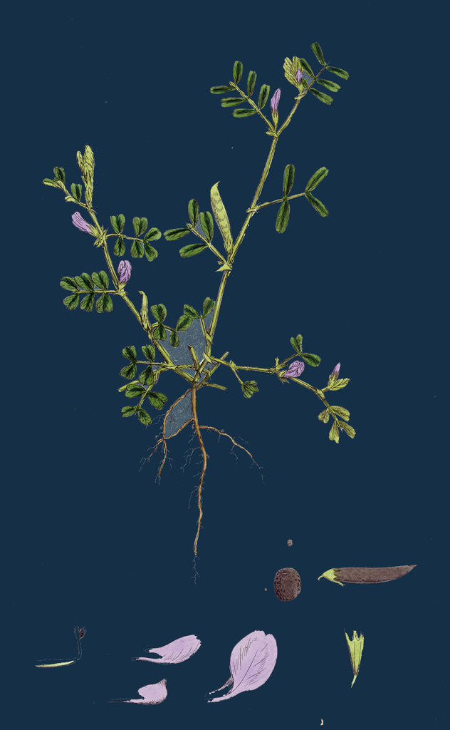 Detail of Vicia Lathyroides; Spring Vetch by Anonymous