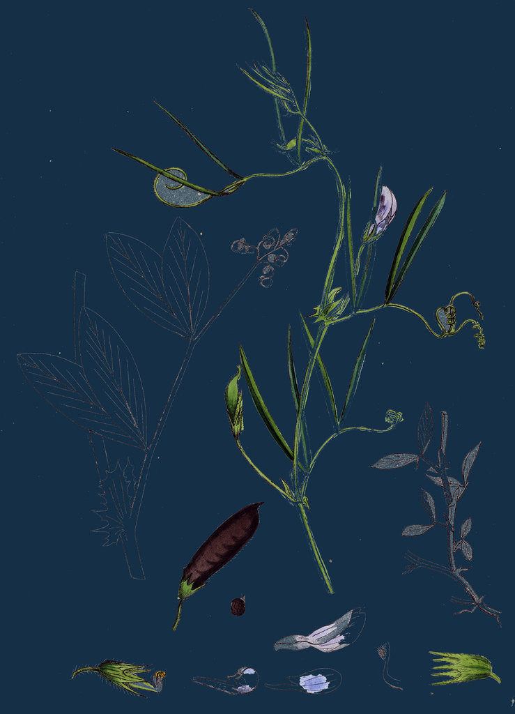 Detail of Vicia Bithynica; Bithynian Vetch by Anonymous