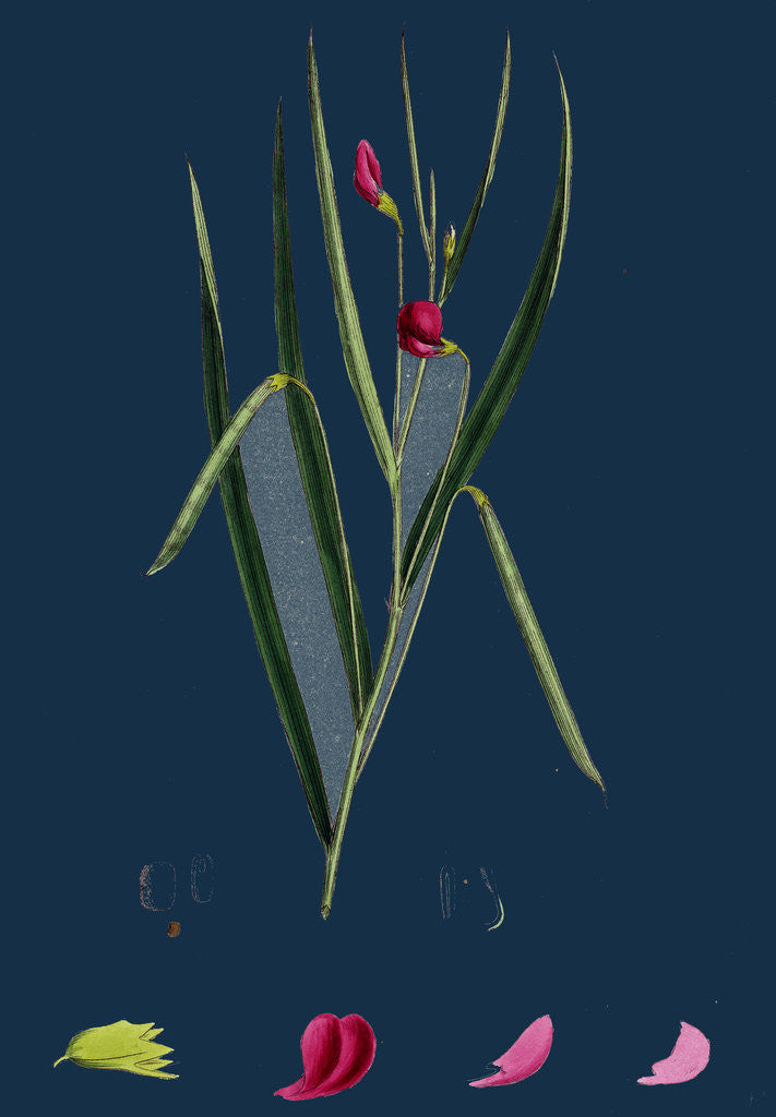 Detail of Lathyrus Nissolia; Grass-Leaved Vetchling by Anonymous