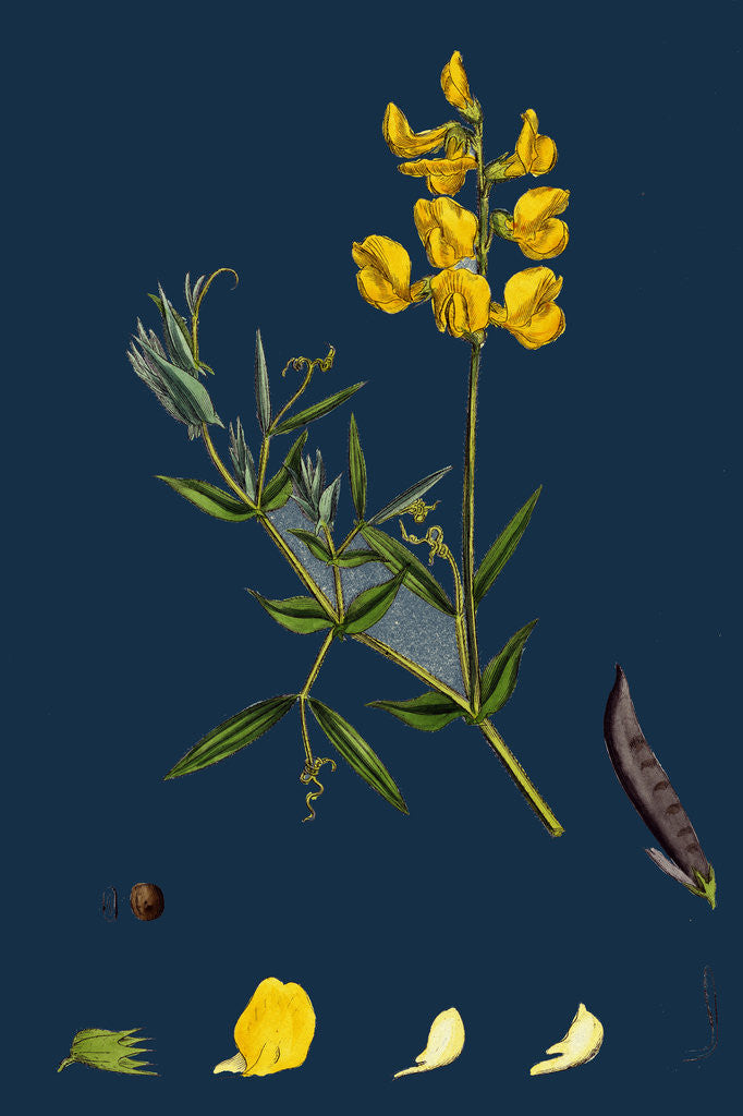 Detail of Lathyrus Pratensis; Meadow Vetchling by Anonymous