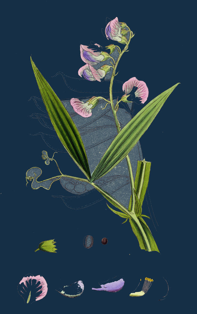 Detail of Lathyrus Sylvestris; Narrow-Leaved Everlasting Pea by Anonymous
