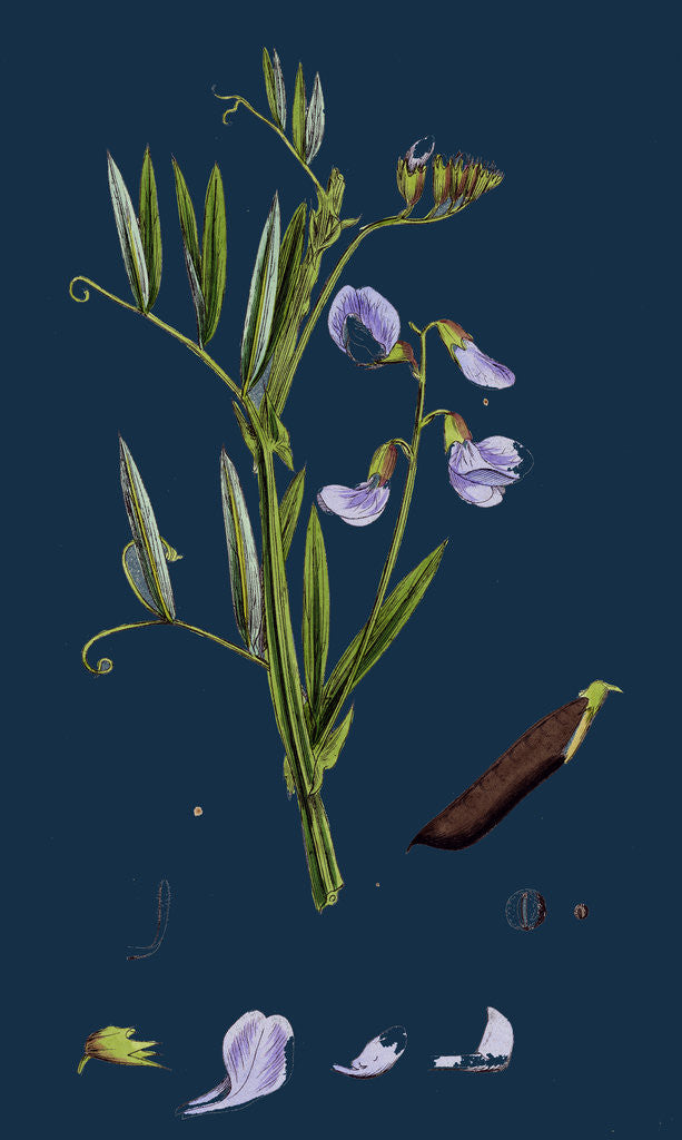 Detail of Lathyrus Palustris; Marsh Vetchling by Anonymous