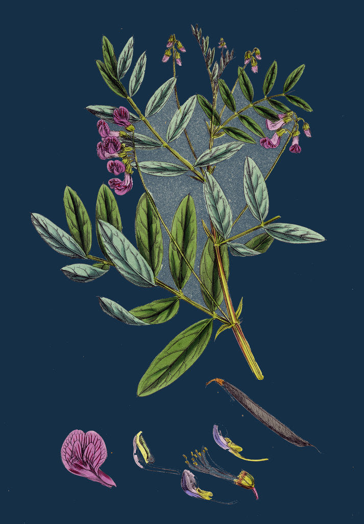Detail of Lathyrus Niger; Black Bitter Vetch by Anonymous