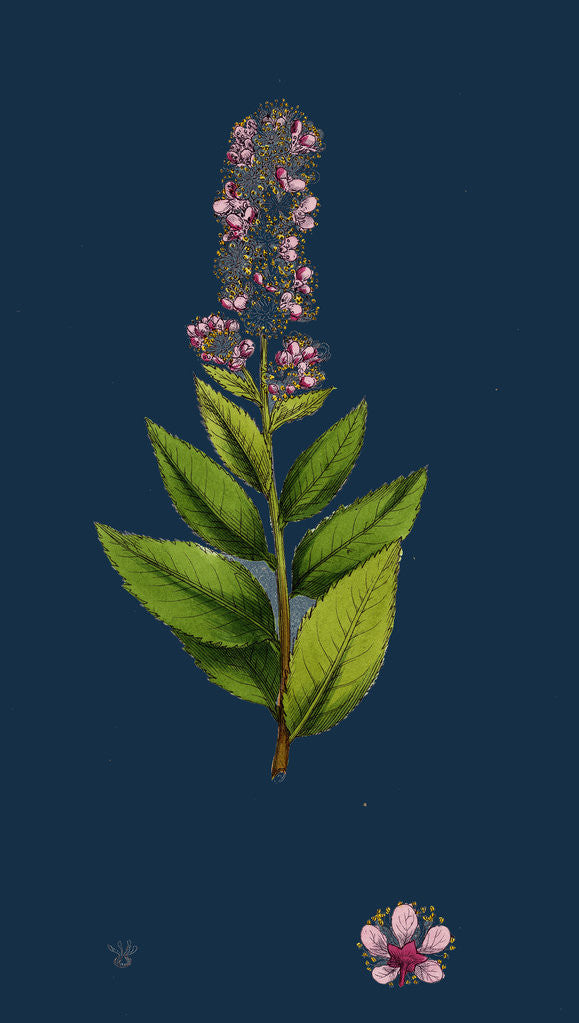 Detail of Spiraea Salicifolia; Willow-Leaved Spiraea by Anonymous