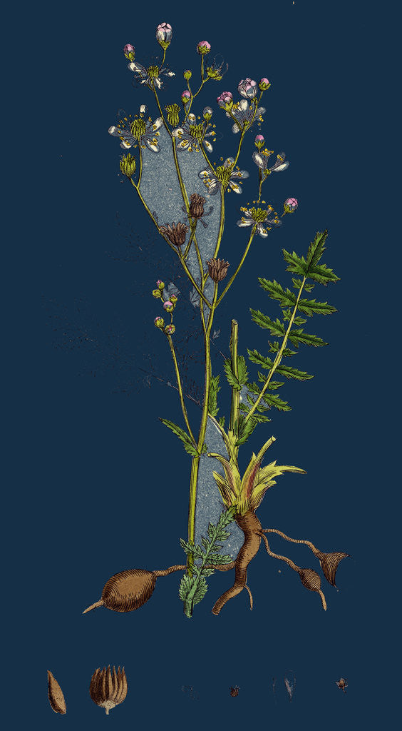 Detail of Spiraea Filipendula; Dropwort by Anonymous
