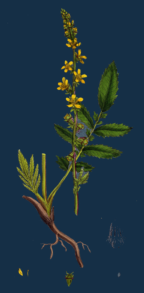 Detail of Agrimonia Eupatoria; Common Agrimony by Anonymous