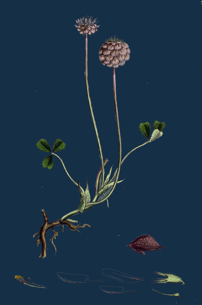 Detail of Trifolium Fragiferum; Strawberry-Headed Trefoil by Anonymous