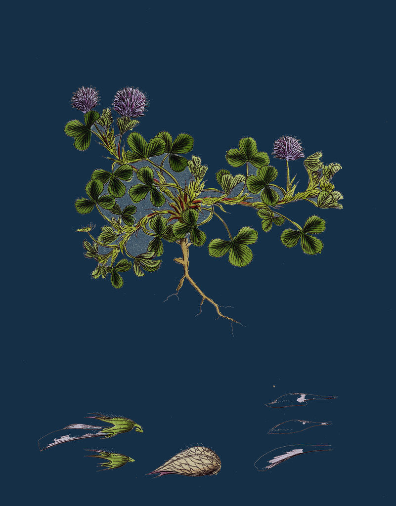 Detail of Trifolium Resupinatum; Reversed-Flowered Trefoil by Anonymous