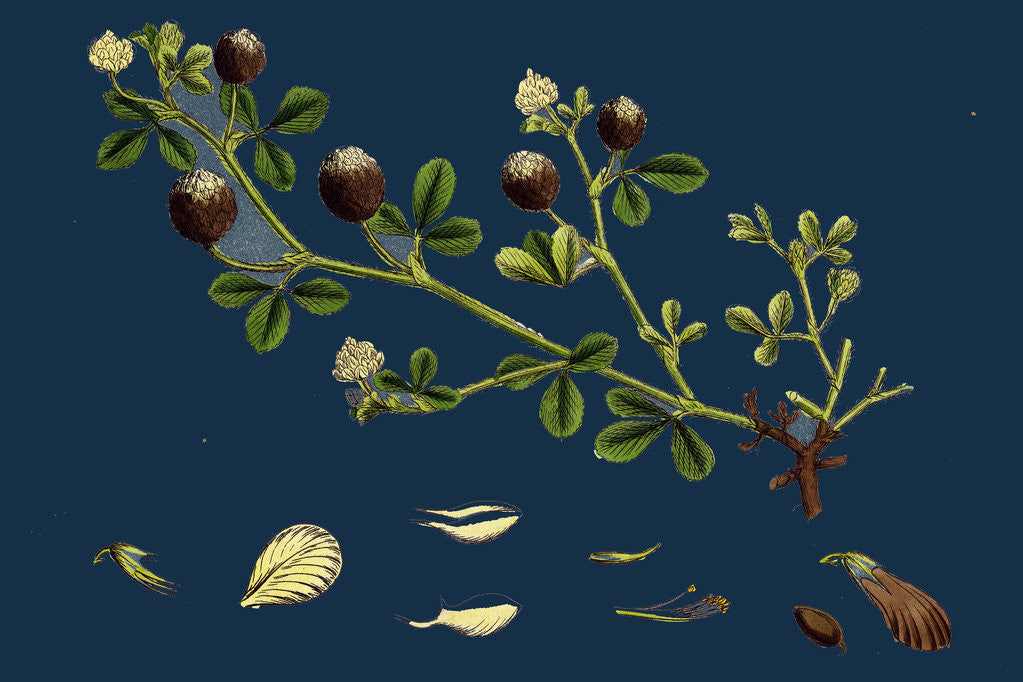 Detail of Trifolium Procumbens; Hop Trefoil by Anonymous