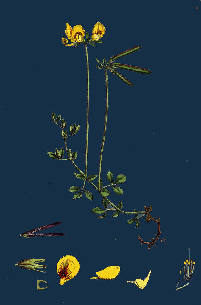 Detail of Lotus Eu-Corniculatus; Common Bird's-Foot Trefoil by Anonymous