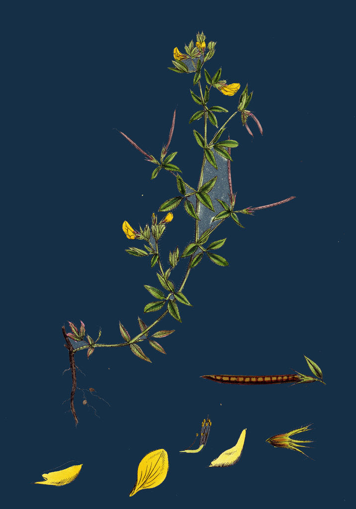 Detail of Lotus Diffusus; Long-Podded Small Bird's-Foot Trefoil by Anonymous