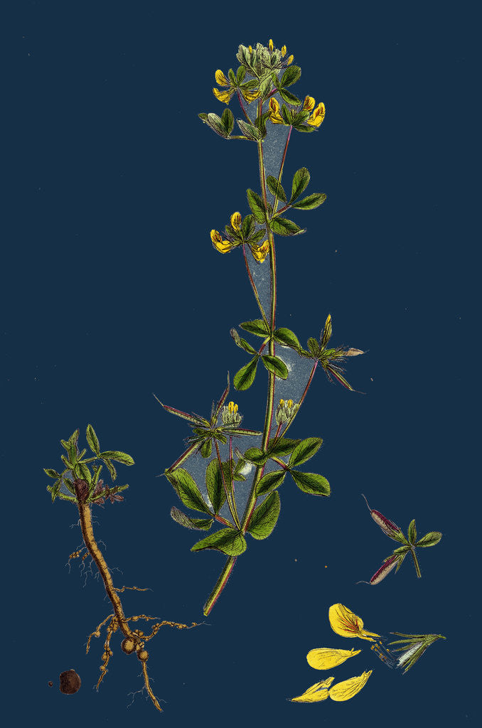 Detail of Lotus Hispidus; Short-Podded Small Bird's-Foot Trefoil by Anonymous