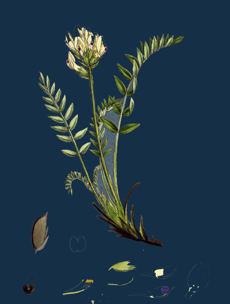 Detail of Oxytropis Campestris; Pale-Yellow Oxytropis by Anonymous