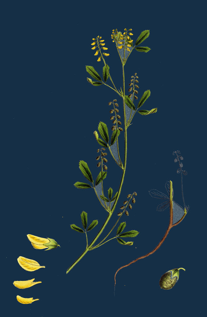 Detail of Melilotus Parviflora; Small-Flowered Melilot by Anonymous