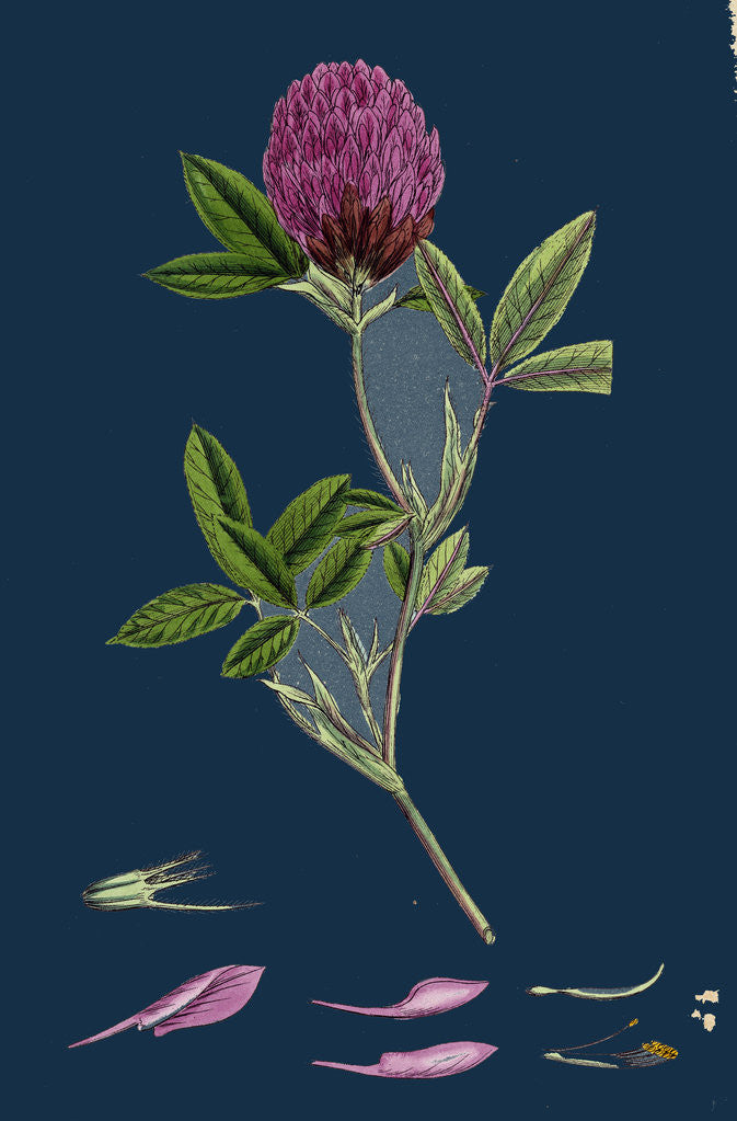Detail of Trifolium Medium; Zigzag Trefoil by Anonymous
