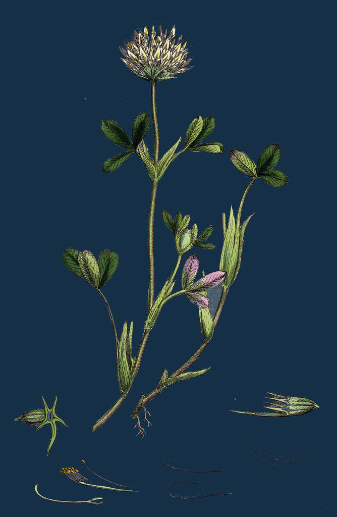 Detail of Trifolium Ochroleucum; Sulphur-Coloured Trefoil by Anonymous