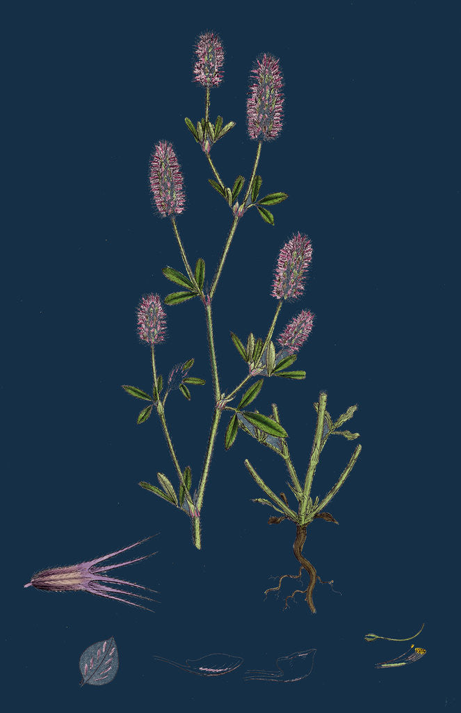 Detail of Trifolium Arvense; Hare's-Foot Trefoil by Anonymous