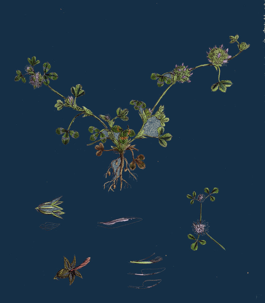 Detail of Trifolium Glomeratum; Smooth Round-Headed Trefoil by Anonymous