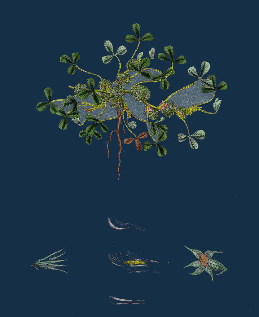 Detail of Trifolium Suffocatum; Dense-Flowered Trefoil by Anonymous