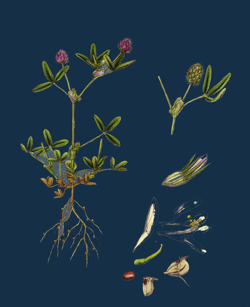 Detail of Trifolium Strictum; Upright Round-Headed Trefoil by Anonymous