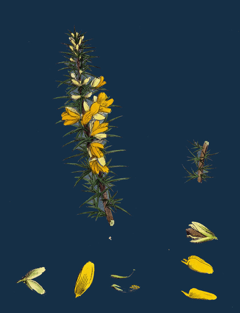 Detail of Ulex Eu-Nanus; Dwarf Furze by Anonymous