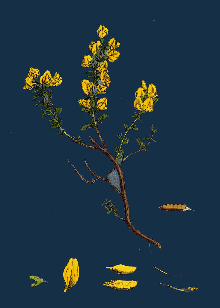 Detail of Genista Pilosa; Hairy Green-Weed by Anonymous