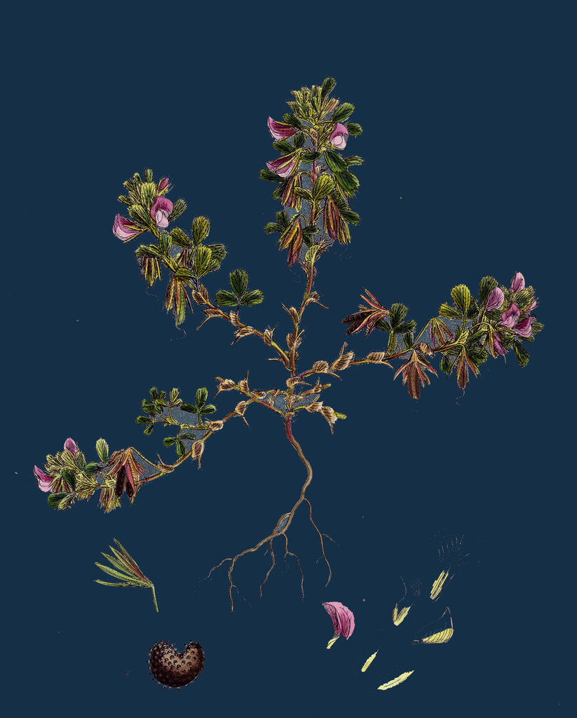 Detail of Ononis Reclinata; Small Spreading Rest-Harrow by Anonymous