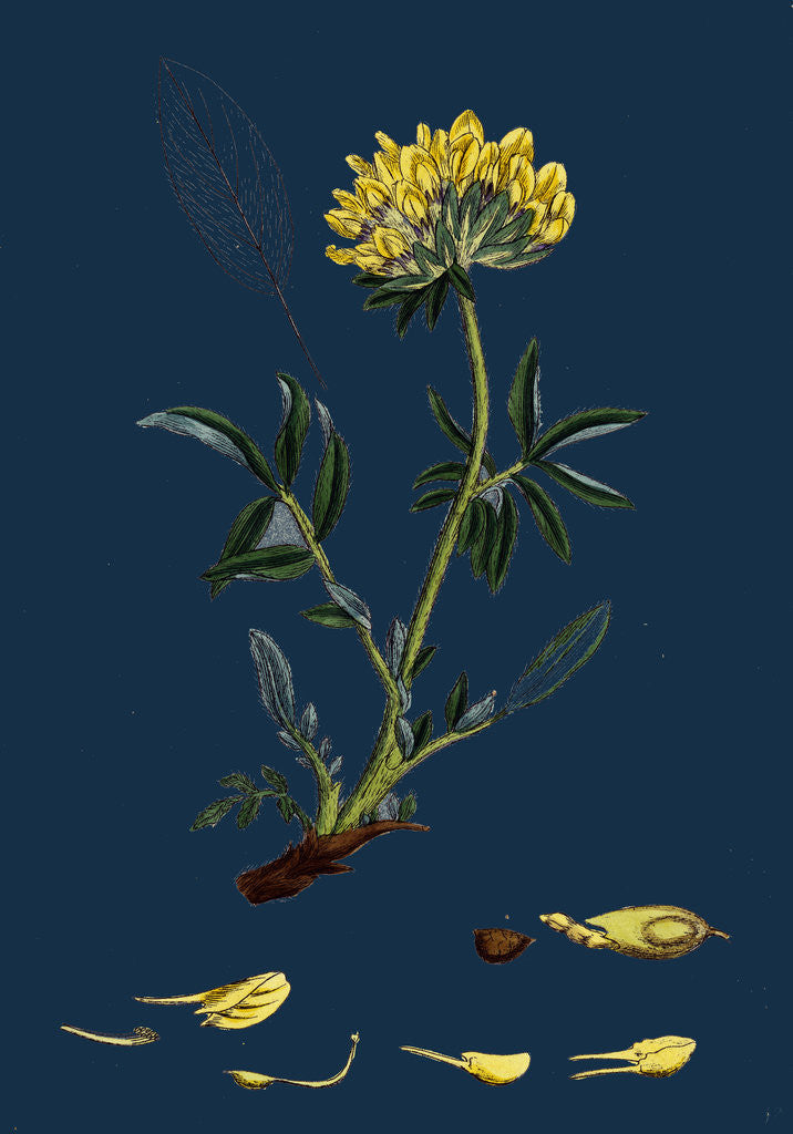 Detail of Anthyllis Vulneraria; Common Kidney Vetch by Anonymous