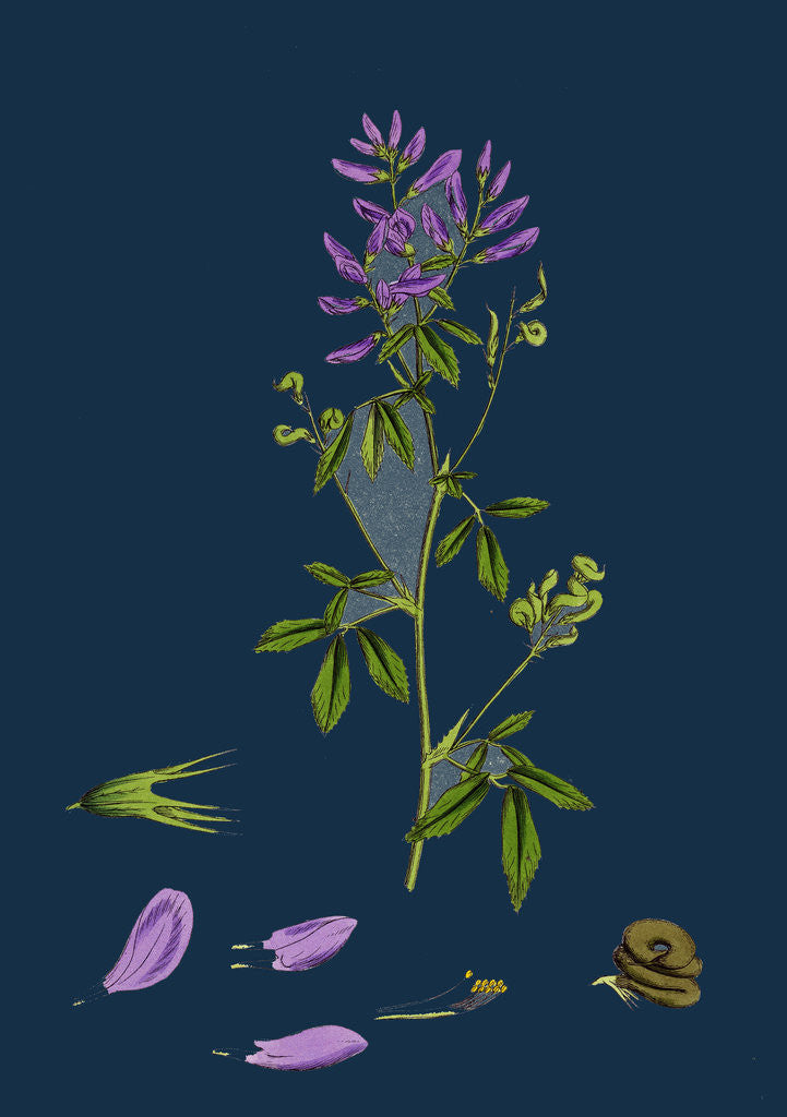 Detail of Medicago Sativa; Common Lucerne by Anonymous